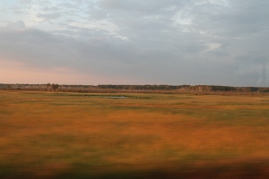 Krajobraz Niziny Zachodniosyberyjskiej wieczorem z okna pociągu